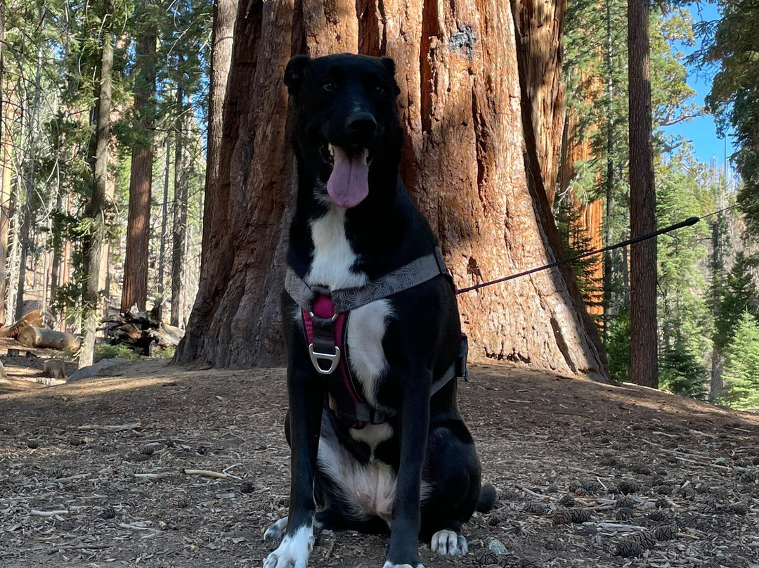 Sequoia National Forest-波特维尔必去景点