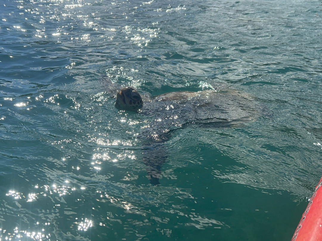 Shaka Kayaks-瓦胡岛必去景点