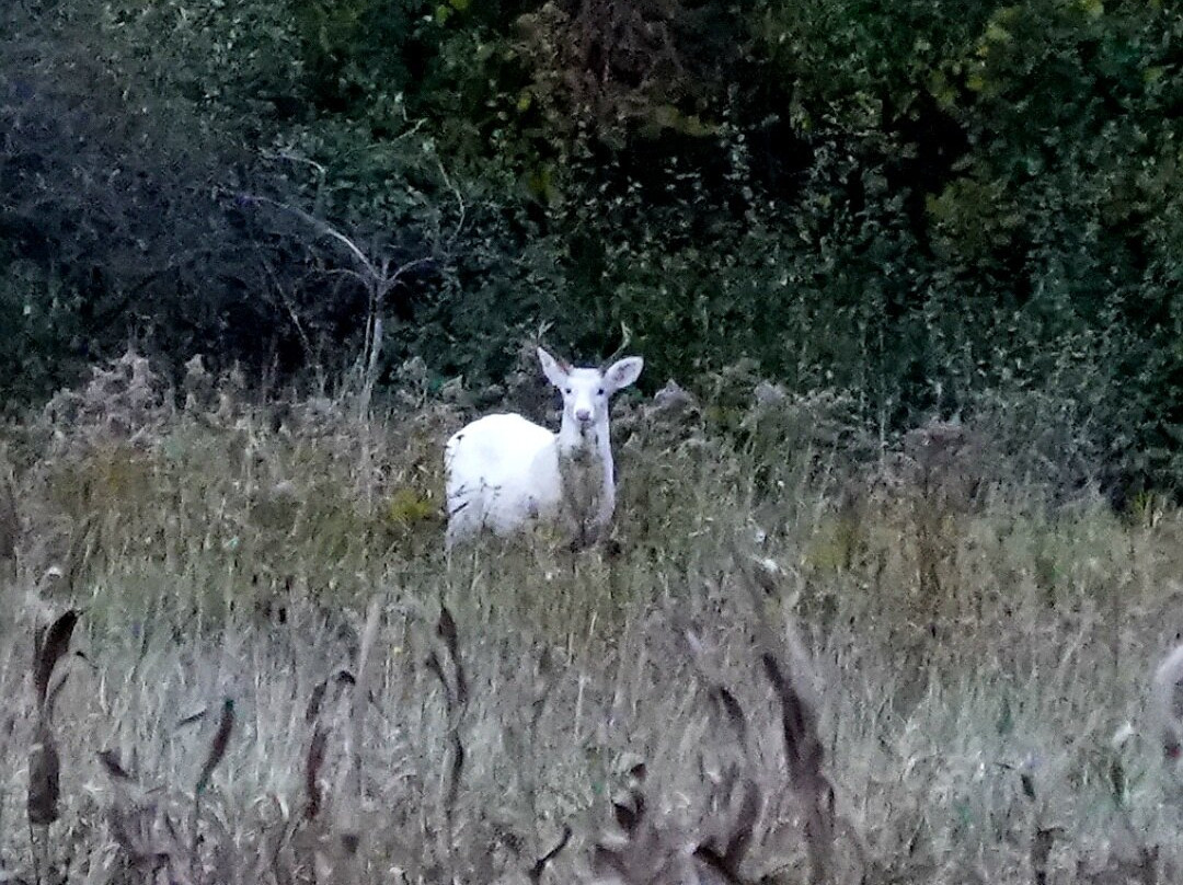 Deer Haven Park景点图片