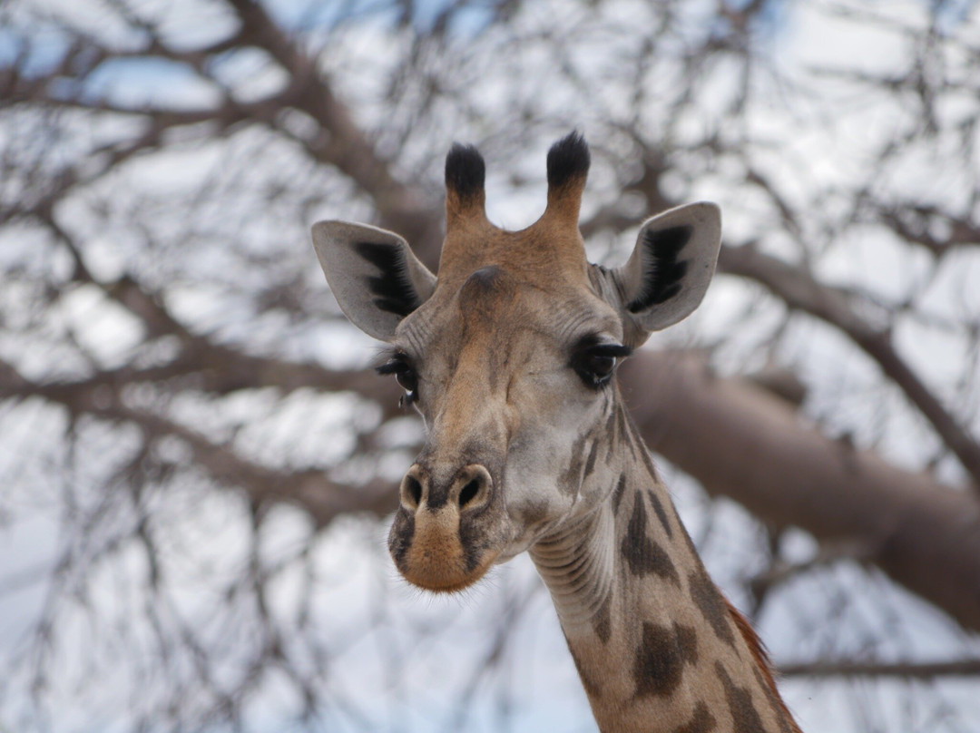 Wild Gaze Safaris Ltd-Iringa必去景点