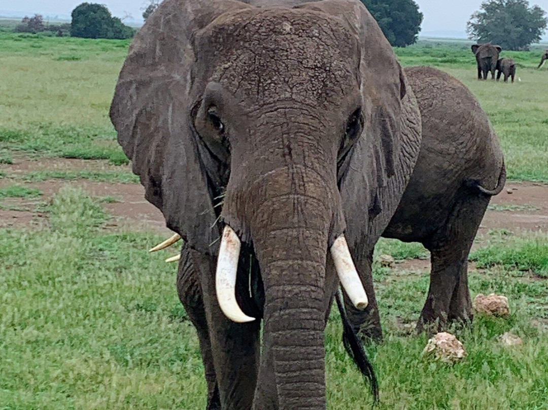 Scopri il Kenya con Nicholas-瓦塔木必去景点