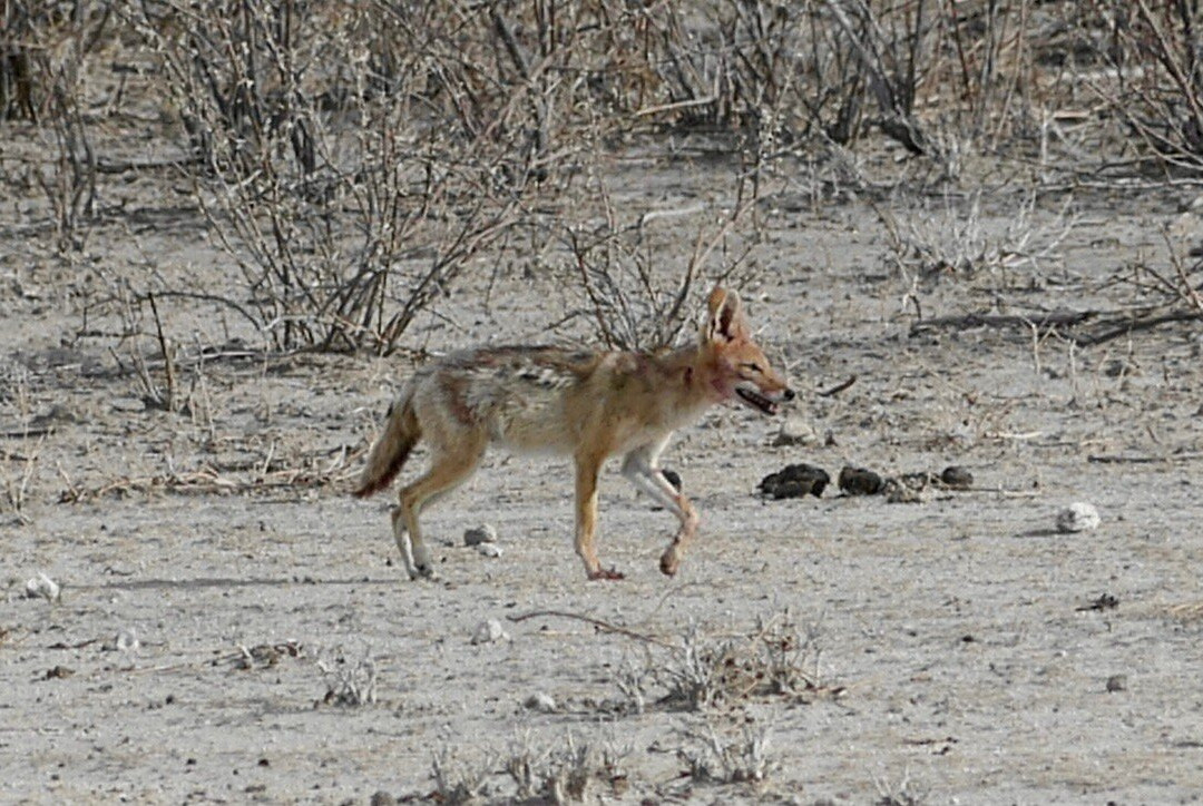 Safari In Etosha national park with yavola tours, Namibia-Okaukuejo必去景点