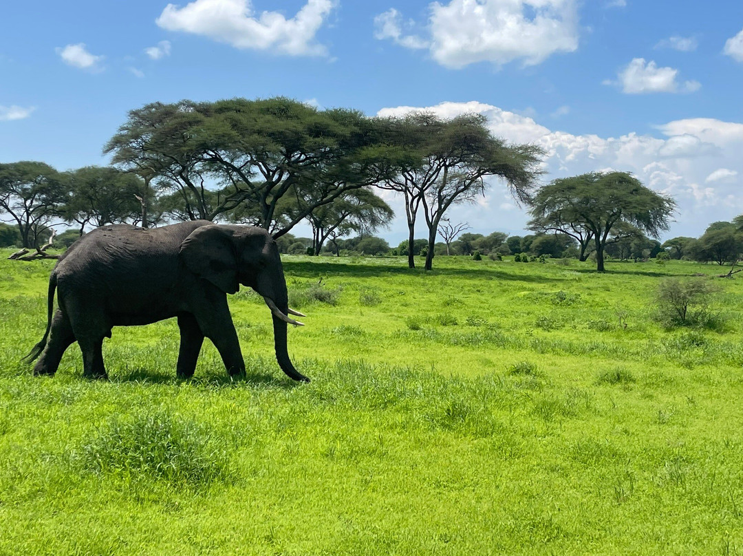 Tanzania Juvenile Safaris景点图片