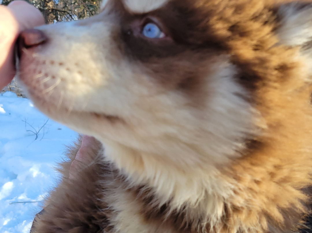 Firewalker Alaskan Malamute-北极必去景点