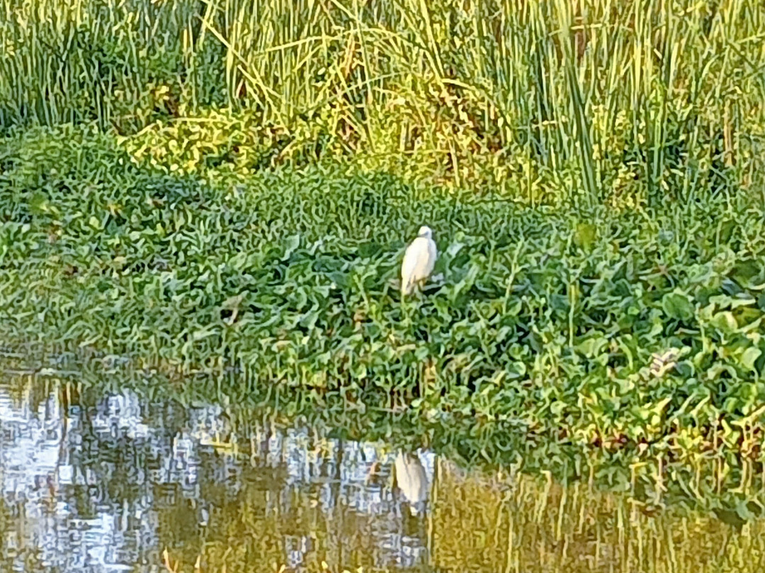 Kalametiya Bird Watching景点图片