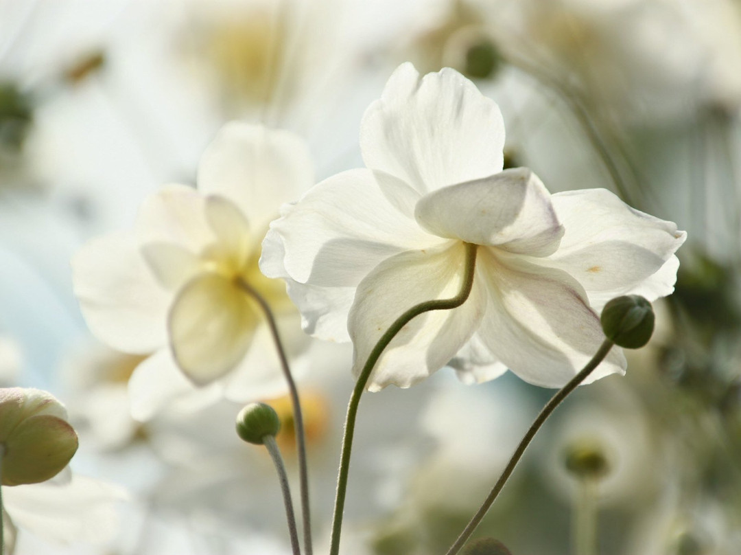 Darts Hill Garden Park-素里必去景点