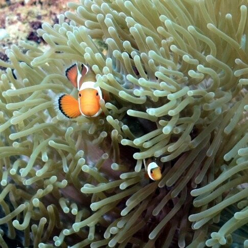 Siladen Resort & Spa Diving Center-Siladen Island必去景点