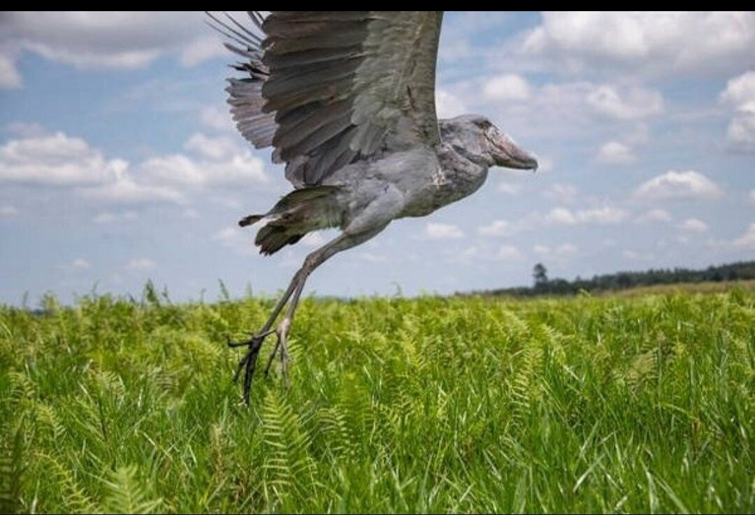 Mabamba Swamp Shoebills Watching-Kira Town必去景点