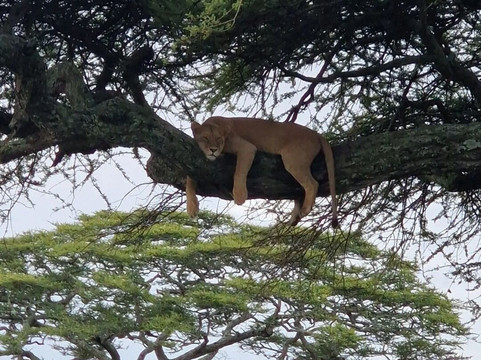 Elephanto Tours-莫西必去景点