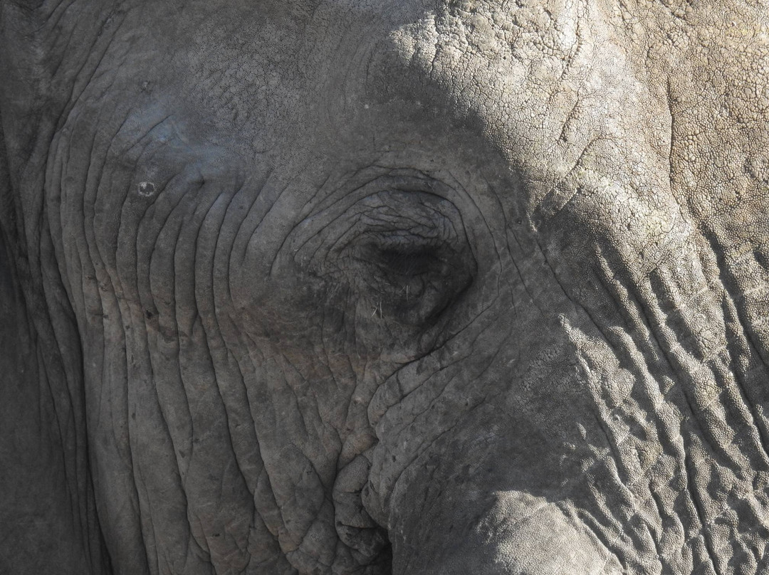 African Bush Lovers Travel & Tours Safaris景点图片