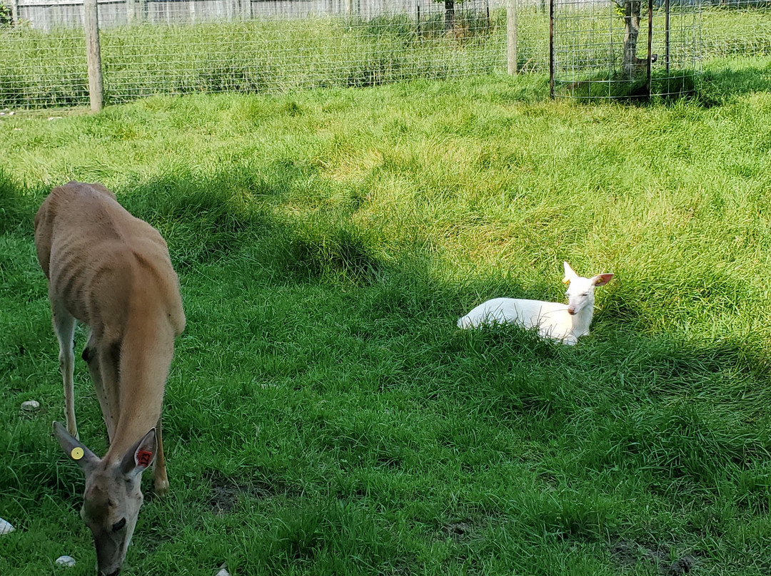 Deer Ranch-圣伊尼亚斯必去景点