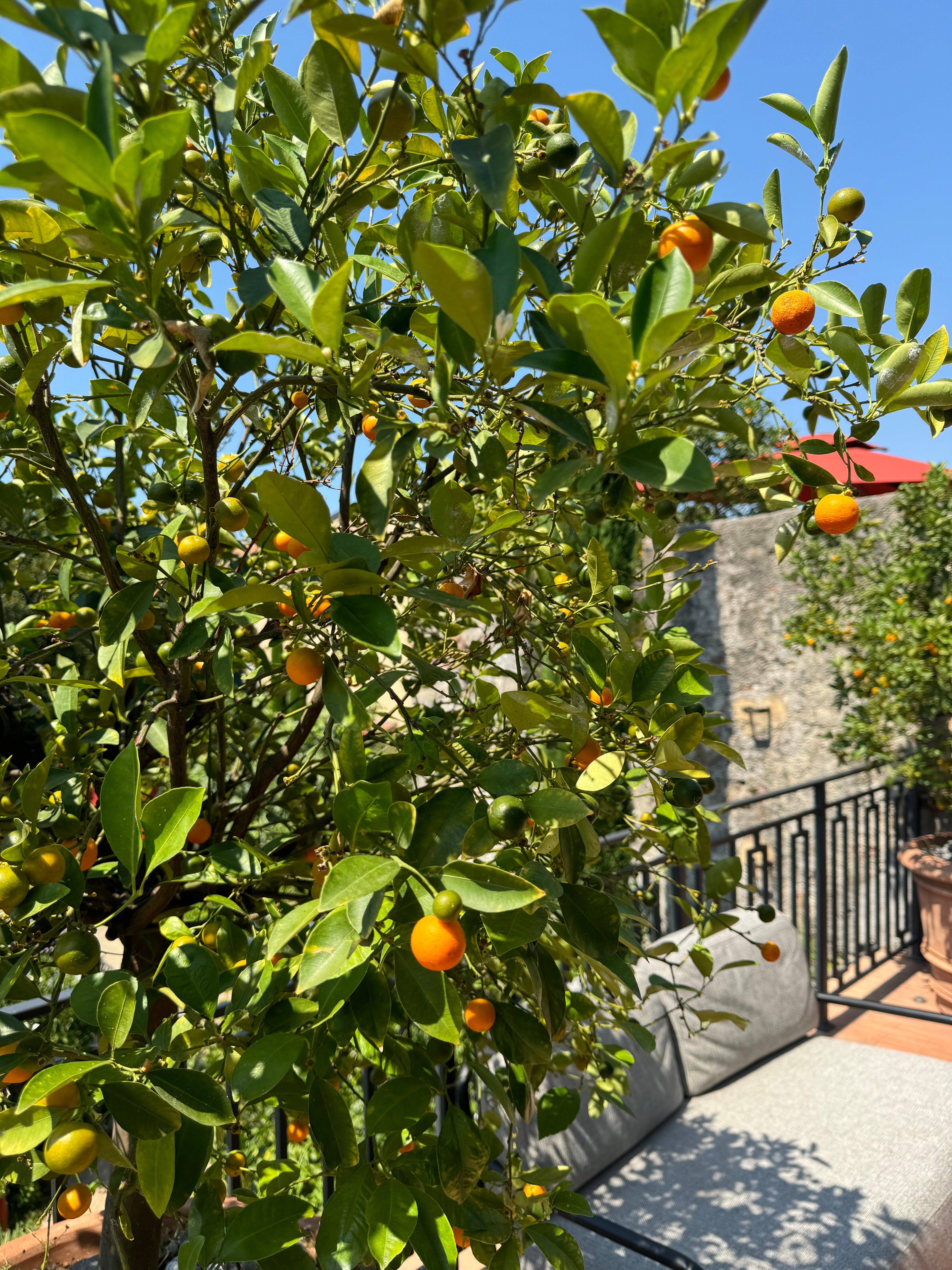 Paradis Pietrasanta-官方