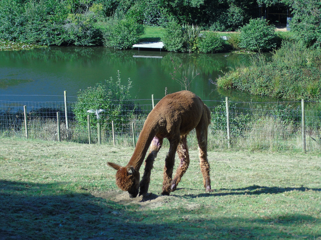 Mill Farm Alpacas-Bradworthy必去景点