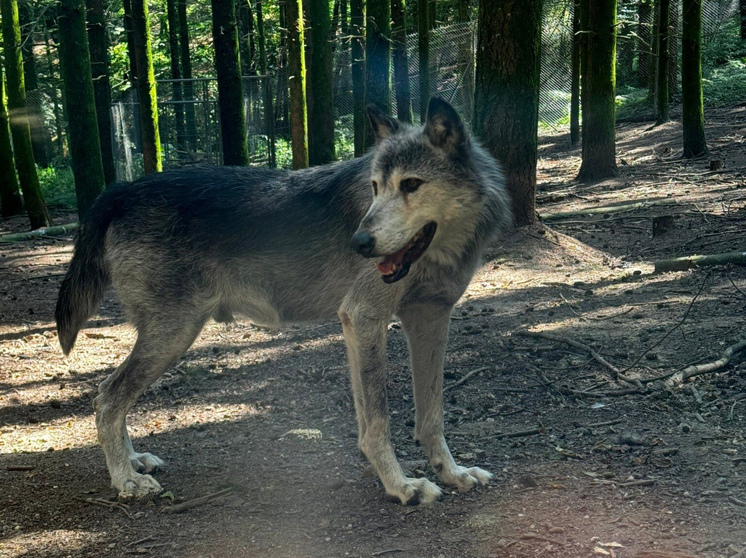 Loups de Chabrières景点图片