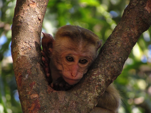 Yala Safari Team-蒂瑟默哈拉默必去景点