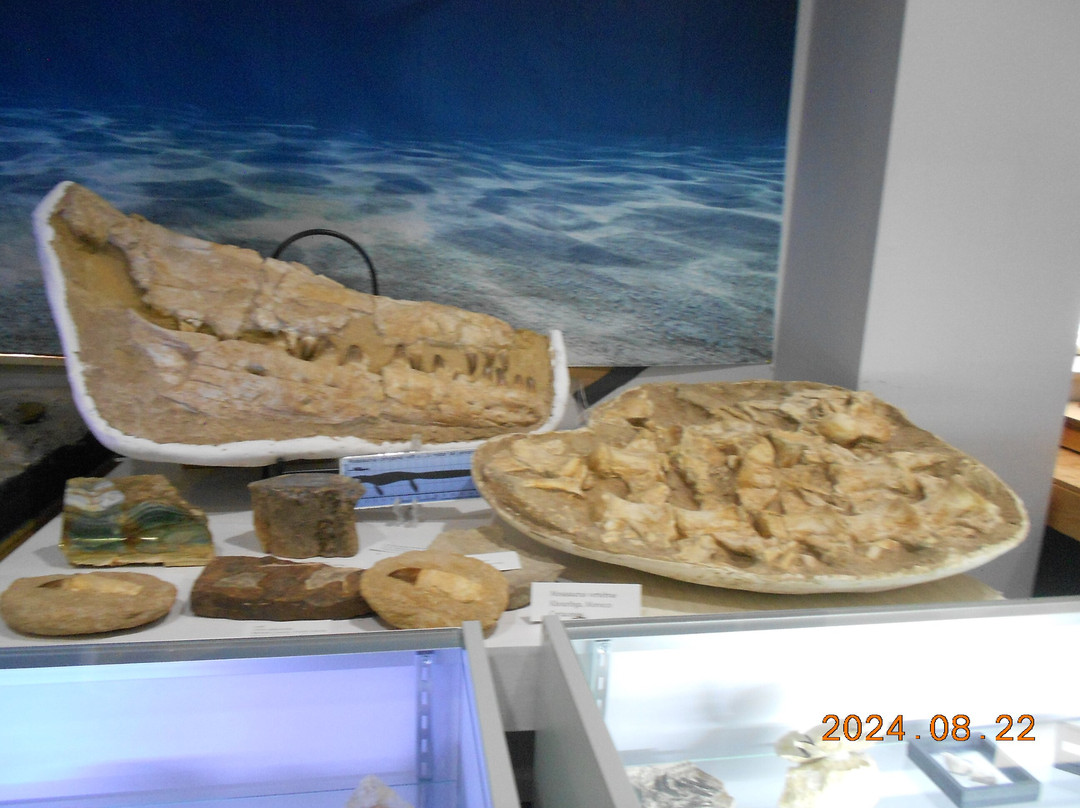 Earth Experience - Middle Tennessee Museum of Natural History-默弗里斯伯勒必去景点