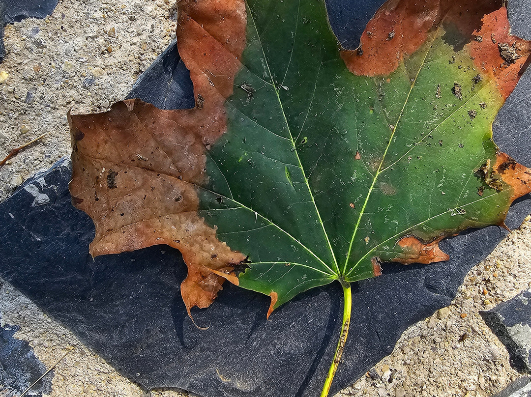 Botanicka Zahrada景点图片