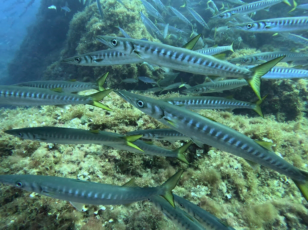 Orcasub Ibiza Diving Center景点图片