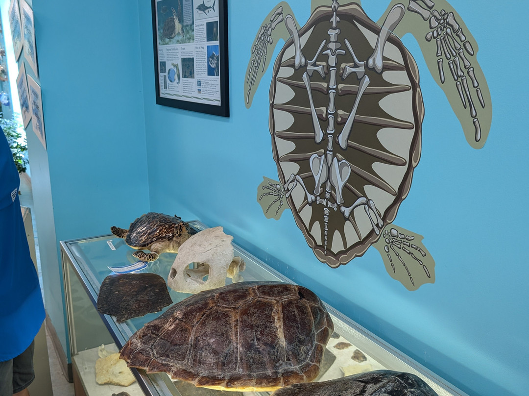 The Karen Beasley Sea Turtle Rescue and Rehabilitation Center景点图片