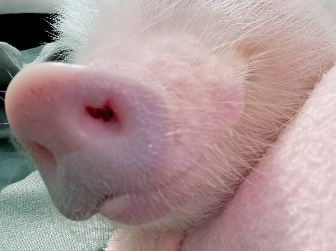 Mipig Cafe Aeon Laketown-越谷市必去景点