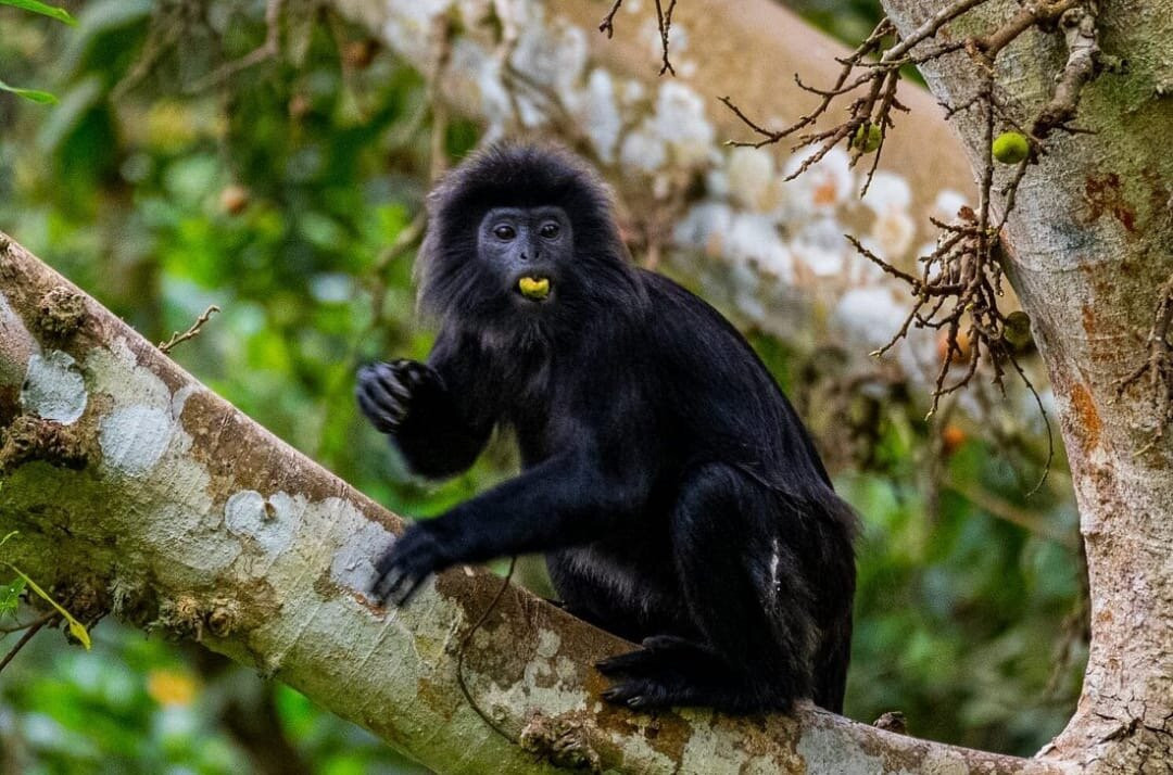 Jago Tour Guide-Tetebatu必去景点