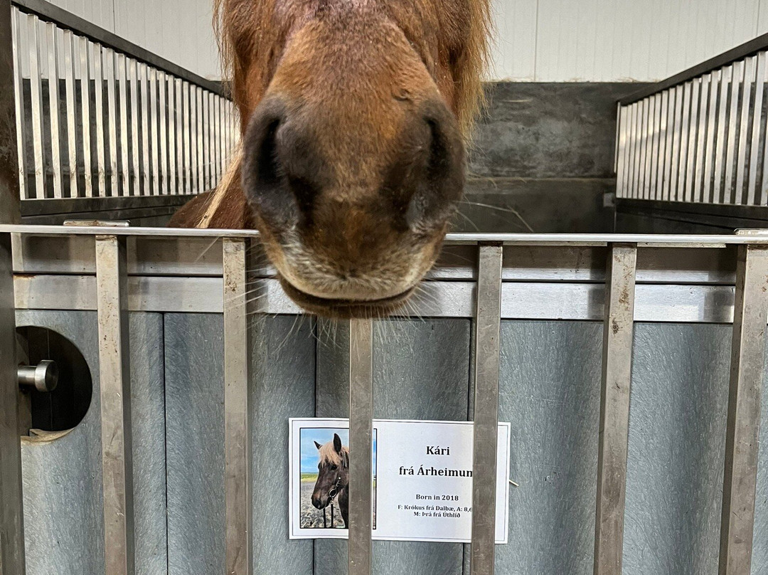 Icelandic HorseWorld-海拉必去景点