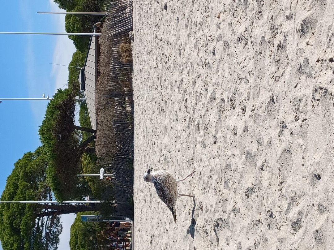 Plage des Sablettes景点图片