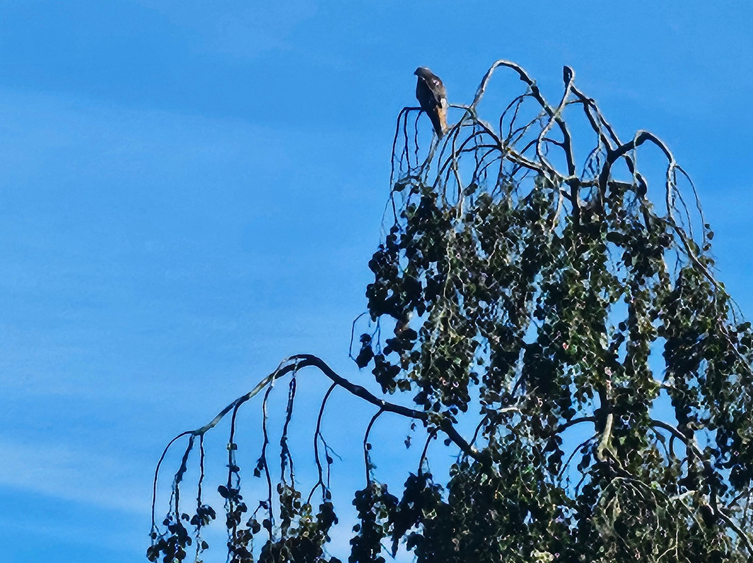 Cae Hir Gardens-Cribyn必去景点