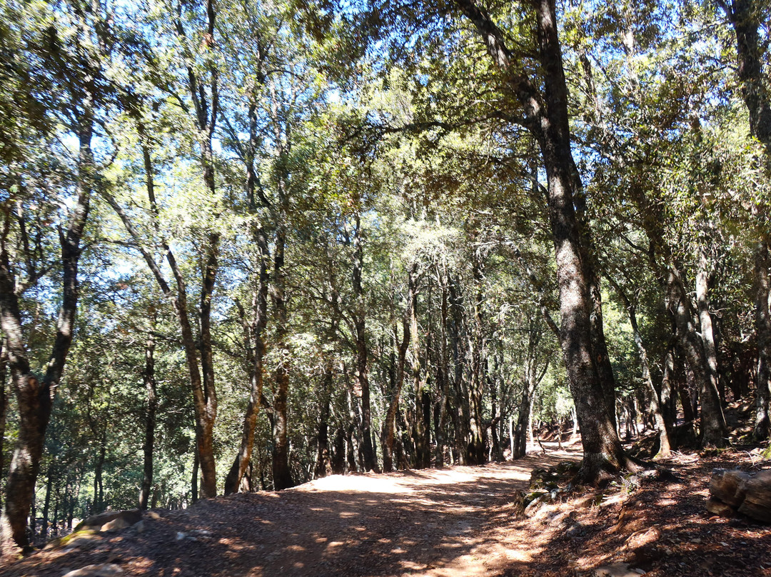 Foresta di Montes-Orgosolo必去景点