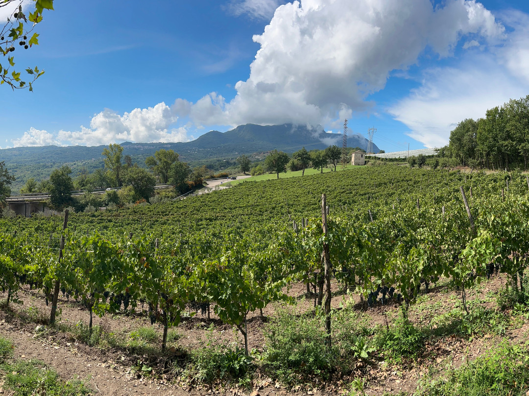 Antico Castello Winery景点图片
