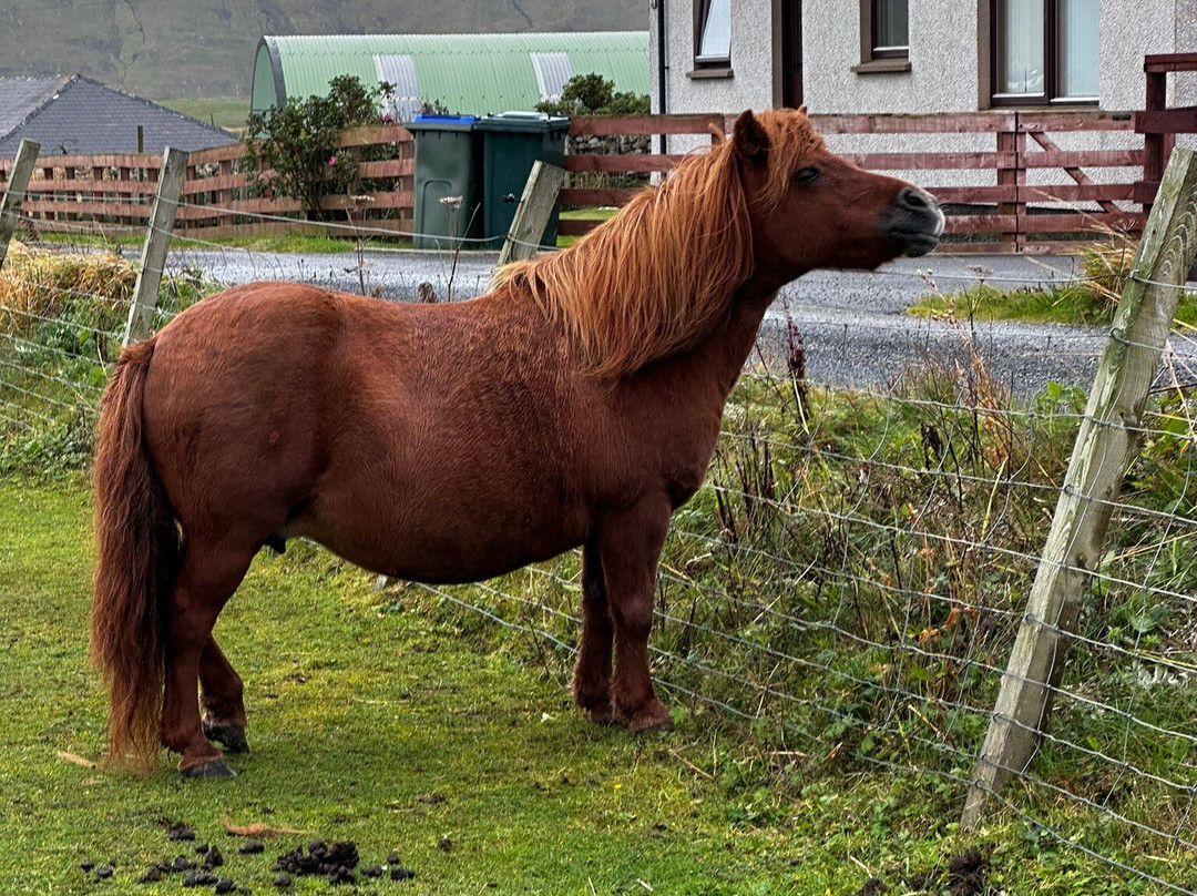 The Shetland Pony Experience景点图片