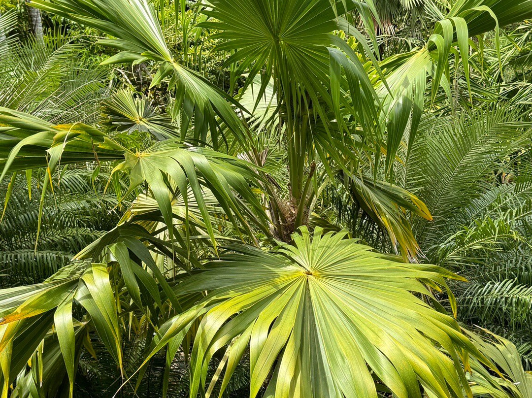 Flora Tropica Gardens-萨武萨武必去景点