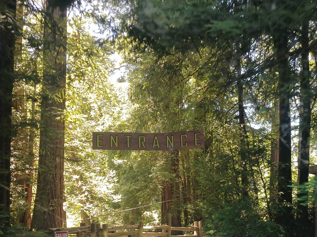 Shrine Drive-Through Tree景点图片