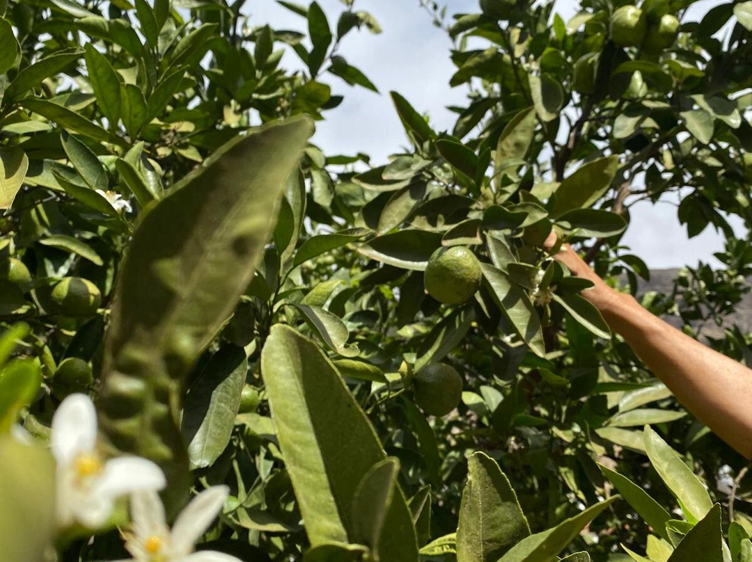 Finca Los Castanos景点图片