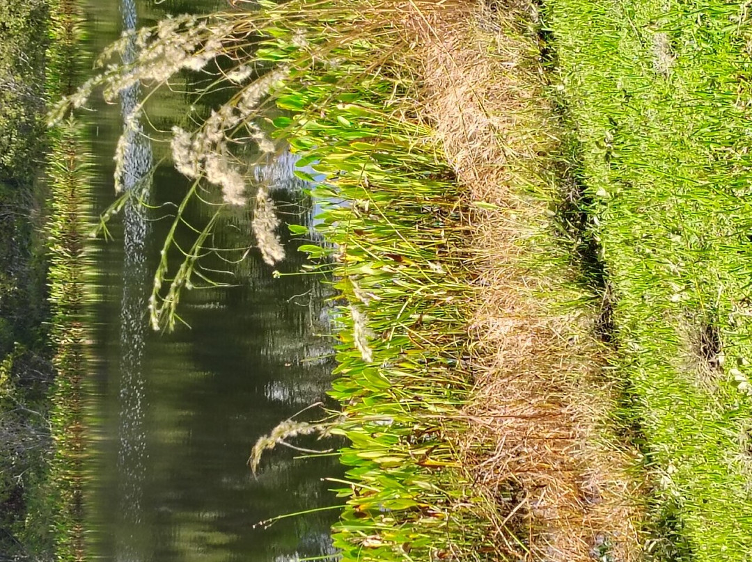 Hilton Garden Inn Palm Coast Town Center主图