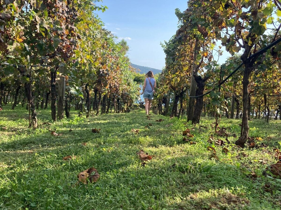 Savina Winery景点图片