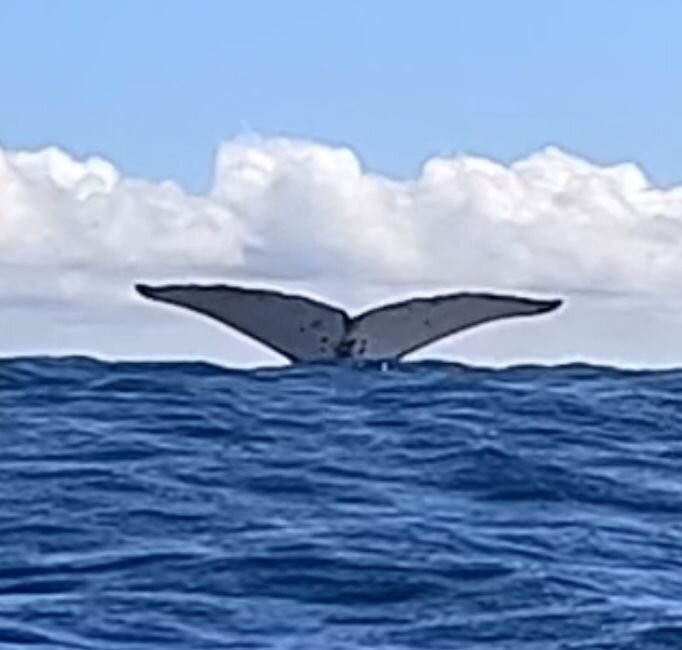 Fluid Tahiti Dive Center景点图片