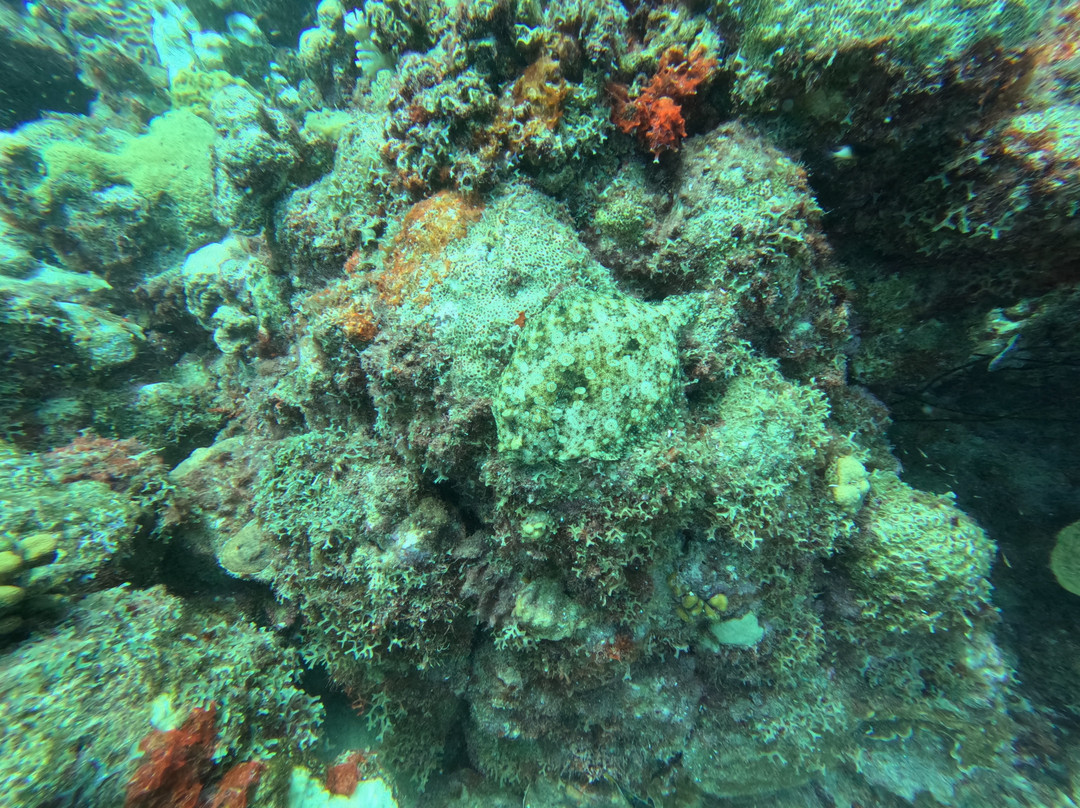 Beyond The Corals景点图片