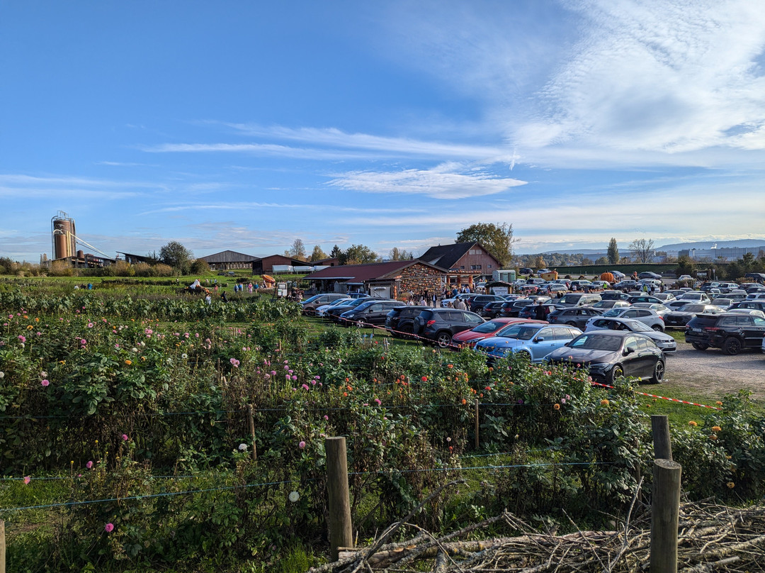 Römerhof, Juckerfarm AG