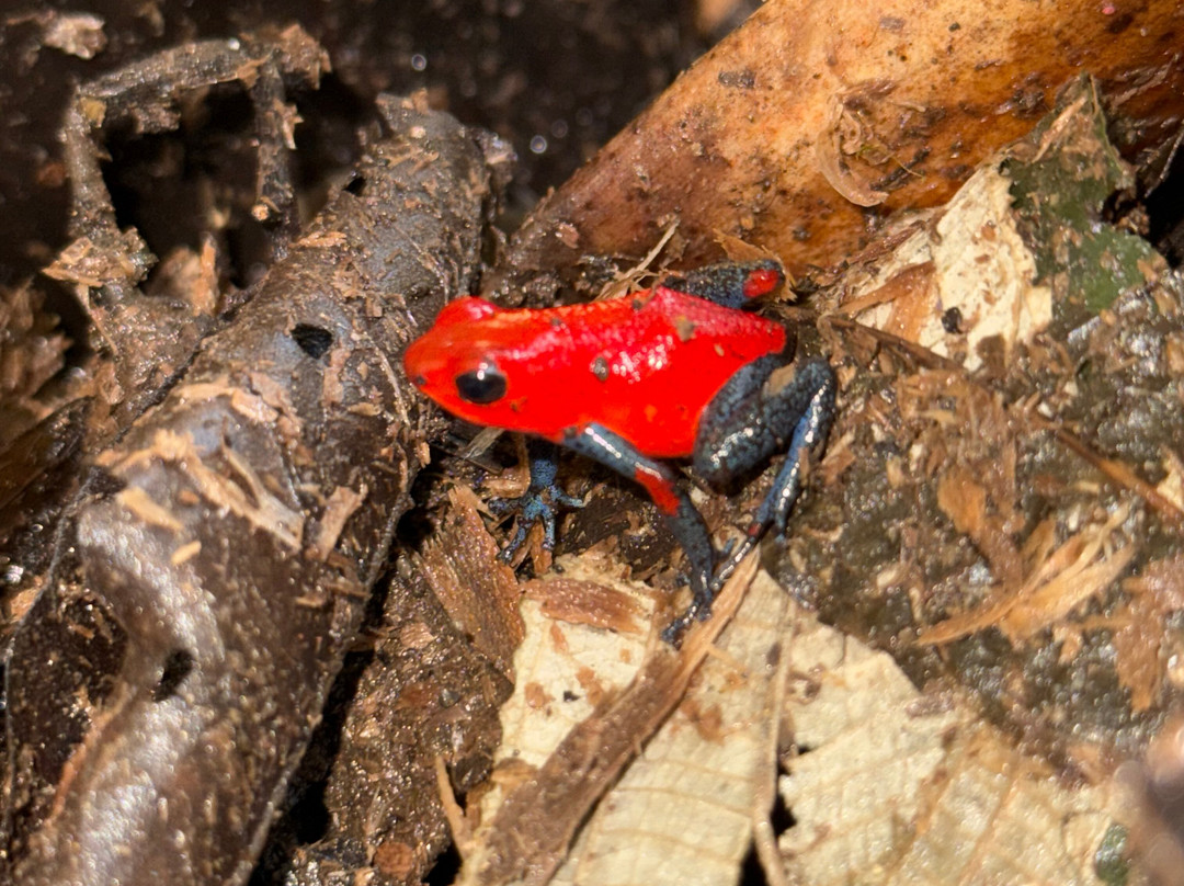 Jungle Life Costa Rica-Bijagua de Upala必去景点
