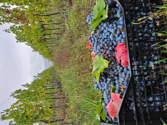 Crama Velo-Odobesti必去景点