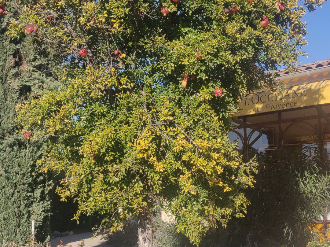L'Occitane en Provence景点图片