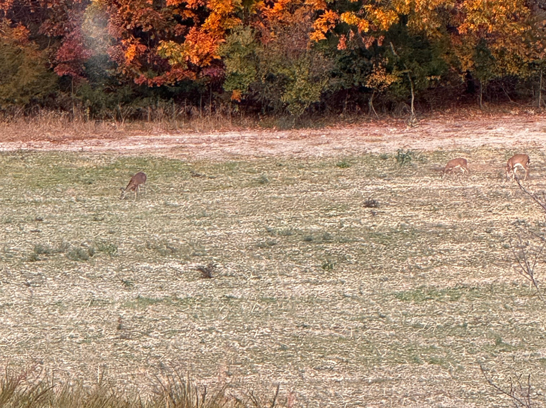 Fox Hill Bed & Breakfast Suites主图