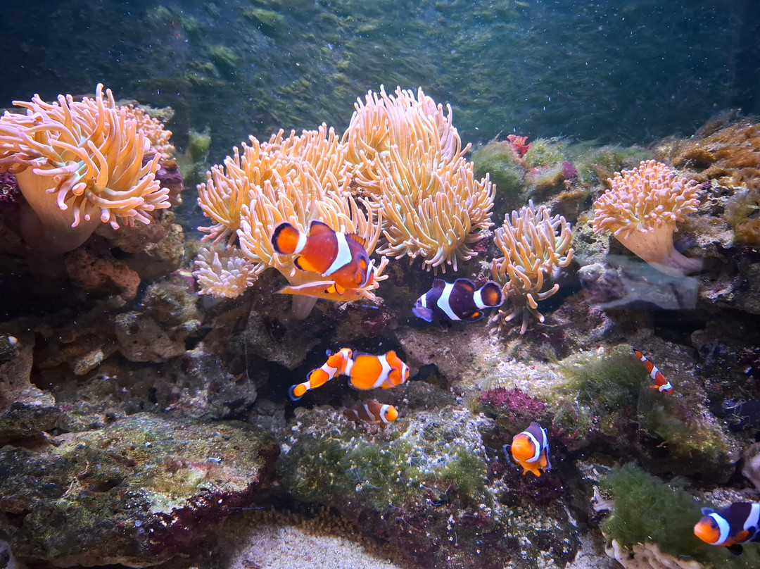 Aquarium d'Amneville景点图片