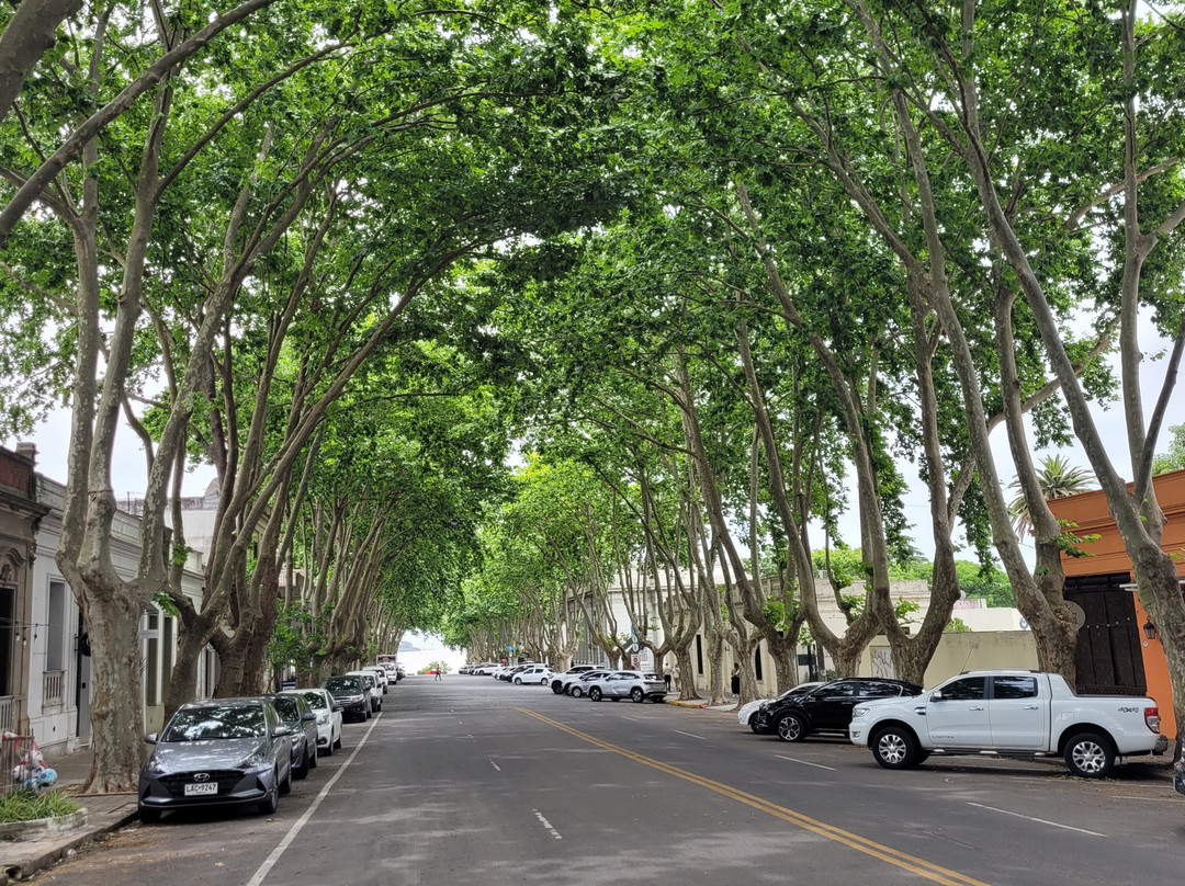 Avenida General Flores景点图片