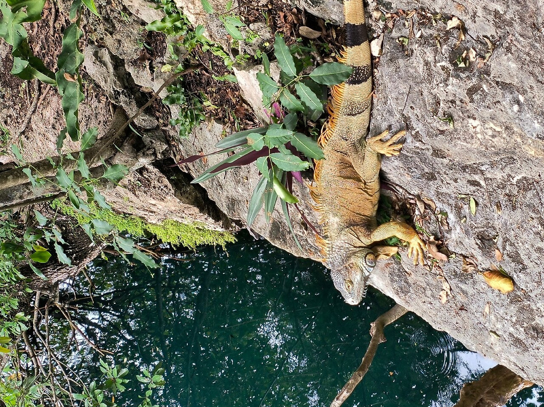 Cenote Cristalino景点图片