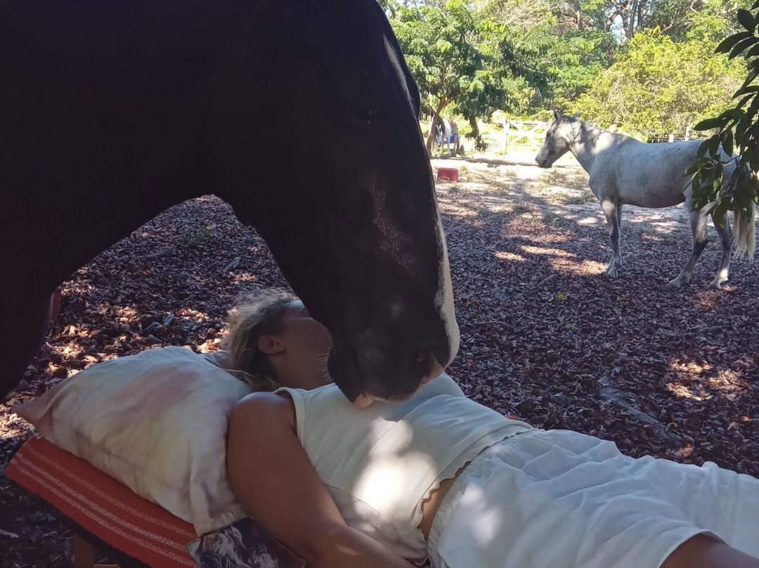 Horse Spirit Healing景点图片