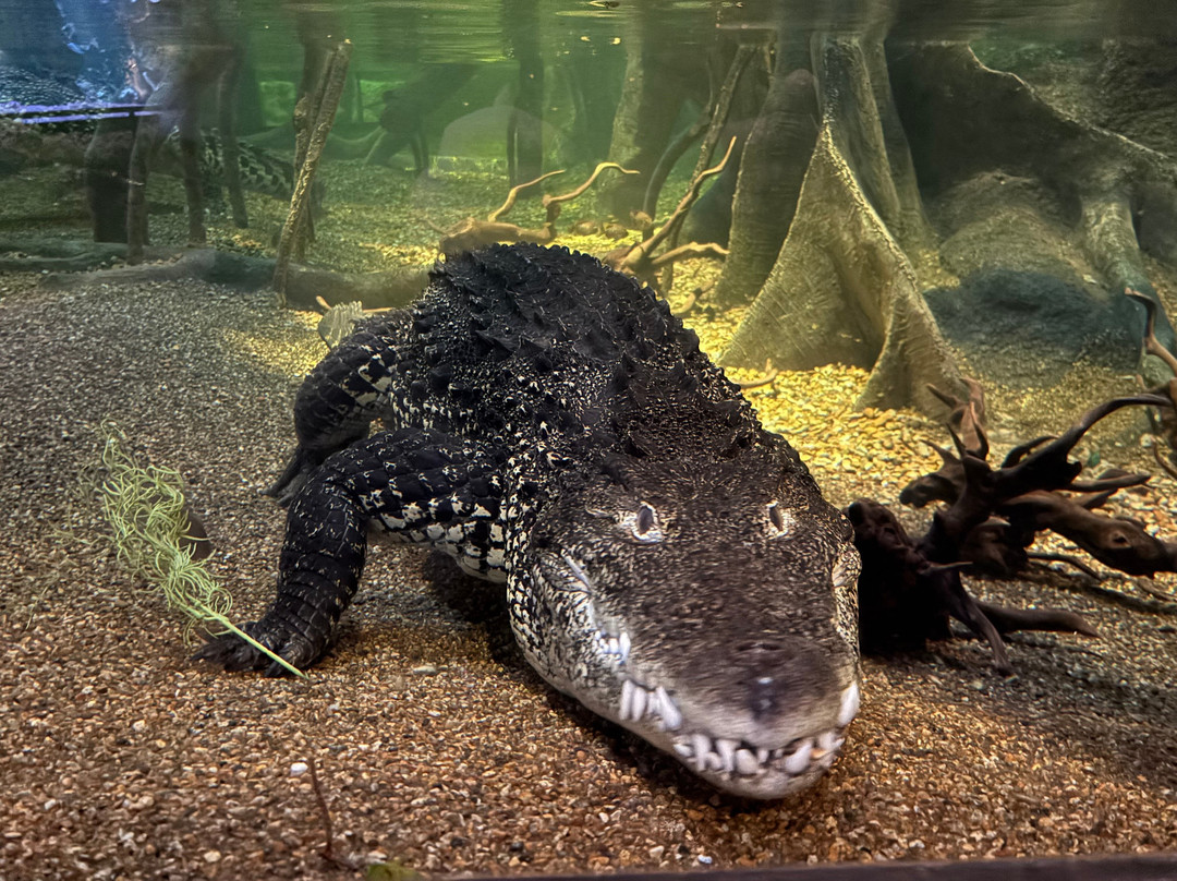 Skansen - Akvariet-斯德哥尔摩必去景点