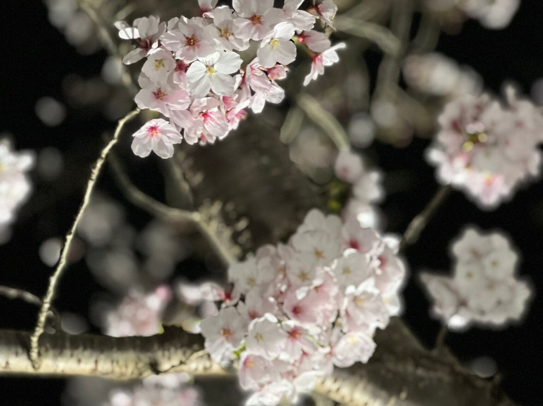 Ono Cherry Blossom Corridor-小野市必去景点
