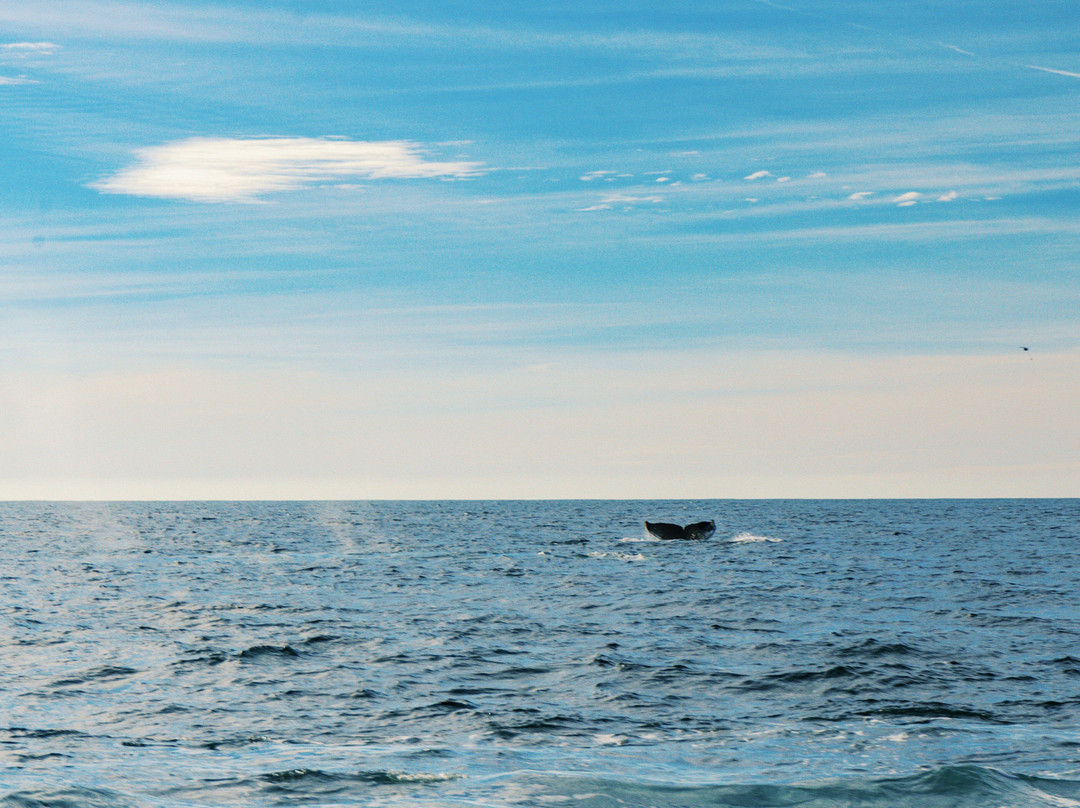 Discovery Whale Watch-蒙特雷必去景点